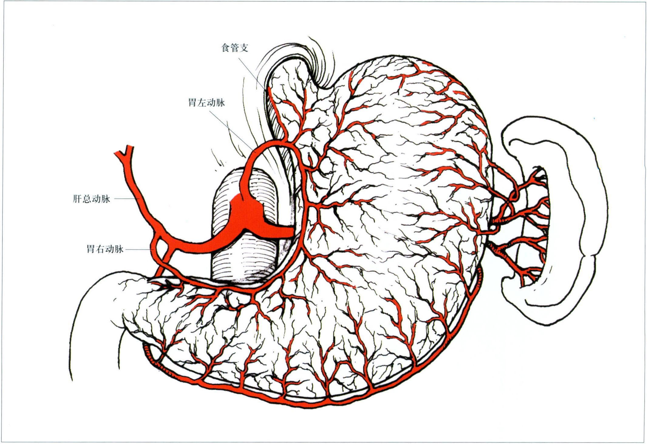 第二节 胃的动脉